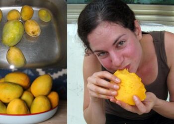 સ્વાદના ચક્કરમાં આડેધડ કેરી ખાવાની ભૂલ ન કરતા, નહિ તો થશે આવું ભયંકર નુકશાન, જાણો કેરીને ખાવાની સાચી રીતે અને સમય…