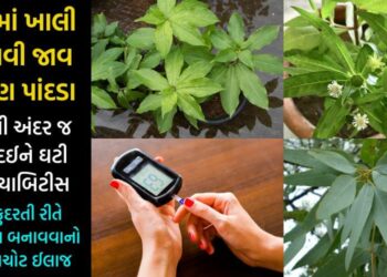 આ ત્રણ પાંદને સવારે ખાલી પેટ ચાવી લ્યો, ગમે તેવું બેકાબુ બ્લડ શુગર લેવલ કલાકમાં આવી જશે કાબુમાં… જાણો ઇન્સ્યુલિન બનાવવાનો દેશી જુગાડ…