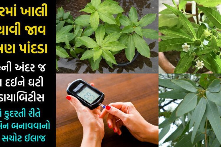 આ ત્રણ પાંદને સવારે ખાલી પેટ ચાવી લ્યો, ગમે તેવું બેકાબુ બ્લડ શુગર લેવલ કલાકમાં આવી જશે કાબુમાં… જાણો ઇન્સ્યુલિન બનાવવાનો દેશી જુગાડ…