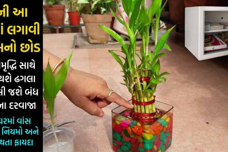 કિસ્મત બદલવી હોય તો ઘરની આ દિશામાં લગાવી દો વાંસનો છોડ, સુખ, સમૃદ્ધિ અને ધનના થઈ જશે ઢગલા… ખુલી જશે તમારા કિસ્મતની બારી…