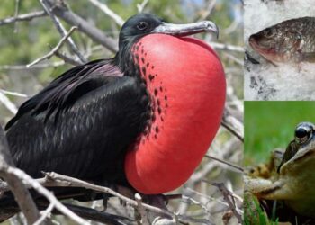 ક્યારેય નથી ઊંઘતા આ પ્રાણીઓ, આખી જિંદગી ખુલ્લી રાખે છે તેમની આંખો… અમુકના નામ જાણીને લાગશે મોટો આંચકો…