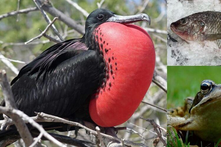 ક્યારેય નથી ઊંઘતા આ પ્રાણીઓ, આખી જિંદગી ખુલ્લી રાખે છે તેમની આંખો… અમુકના નામ જાણીને લાગશે મોટો આંચકો…