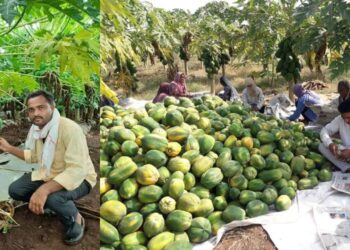 માત્ર 3 જ વીઘામાં વાવી દો આ વસ્તુ, ઓછી મહેનતે છાપી લેશો વર્ષેના 10 થી 12 લાખ રૂપિયા… જાણો શેની છે આ ચમત્કારિક ખેતી…