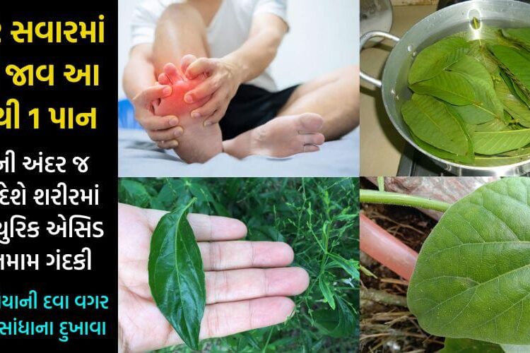 આ 3 પાન યુરિક એસિડ માટે કાળ સમાન, લોહીમાં જ સુકવી દેશે તમામ ગંદકી….1 પણ રૂપિયાની દવા વગર મટી જશે સાંધાના દુખાવા…