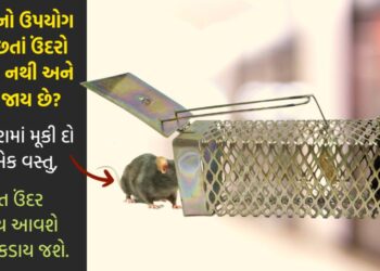 પાંજરામાં મૂકી દો આ એક વસ્તુ, તરત પકડાય જશે ઉંદર, મોટા ભાગના લોકો નથી જાણતા ઉંદર પકડવા માટે પાંજરામાં શું મૂકવું?