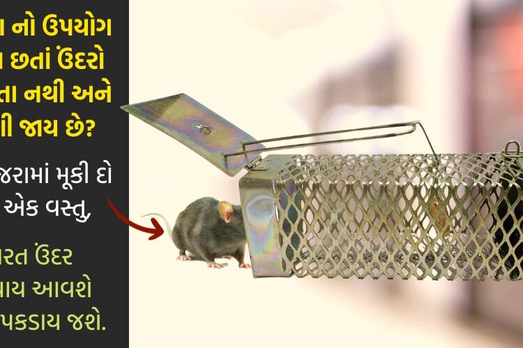 પાંજરામાં મૂકી દો આ એક વસ્તુ, તરત પકડાય જશે ઉંદર, મોટા ભાગના લોકો નથી જાણતા ઉંદર પકડવા માટે પાંજરામાં શું મૂકવું?
